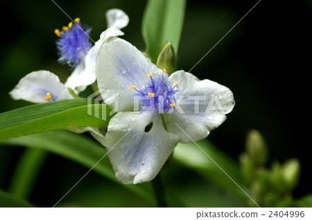 communis, asiatic dayflower, tradescantia reflexa 2404996