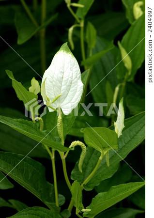 最後的種子播種天 三白草 半夏生 2404997