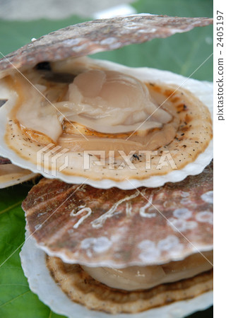 殼扇貝 殼扇貝 2405197