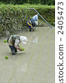 Appearance of rice planting 2405473