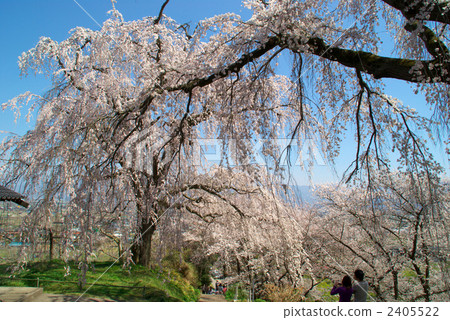 Weeping cherry blossoms of Nagano-shi Korin Temple 2405522