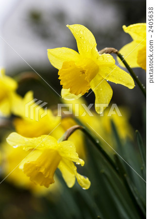 Yellow daffodils 2405638