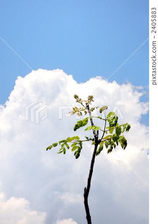 Blue sky and thalapo 2405883