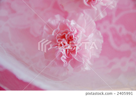 浮在水面上的花 2405991