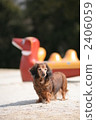 miniature dachshund, dog, dogs 2406059