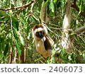 Sifaka 2406073