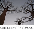 Baobab 2406090
