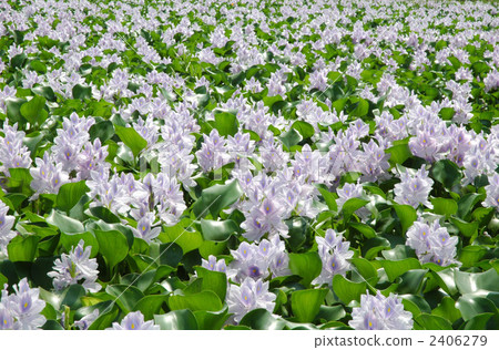 水葫蘆 水葫蘆 2406279