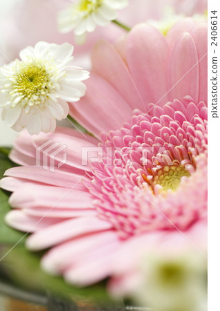 gerbera, gerberas, chamomile 2406614