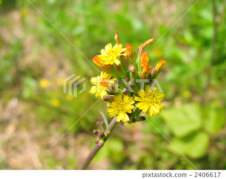 Flower of Onita Birako (2) 2406617