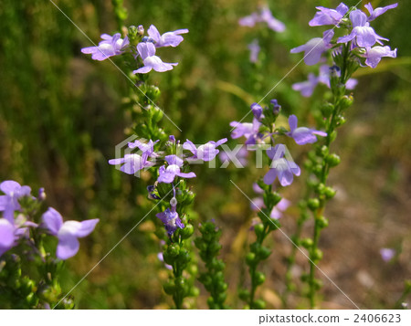 Blue toadflax flowers Blue toadflax flowers 2406623