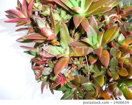 golden grass 2406634