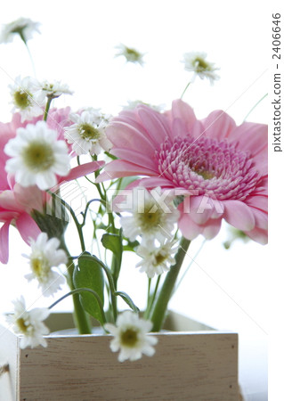 鮮花 插花藝術 非洲菊 2406646