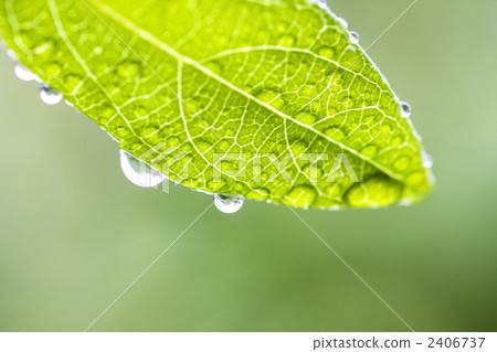 Leaves wet with rain 2406737