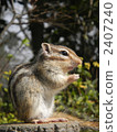 chipmunk, squirrel, squirrels 2407240