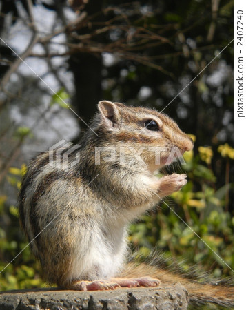 chipmunk, squirrel, squirrels 2407240