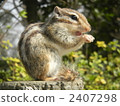 chipmunk, squirrel, squirrels 2407298