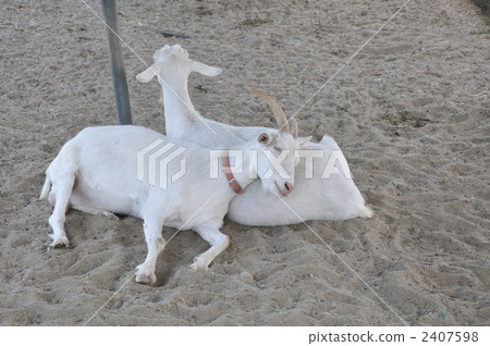 goat, goats, sleep 2407598