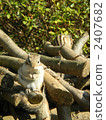 chipmunk, chipmunks, squirrel 2407682