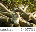 chipmunk, squirrel, chipmunks 2407731