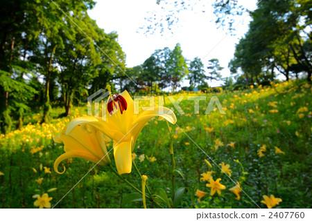 lily, bloom, blossom 2407760