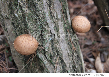 椎茸 羊肚菌 蘑菇 2407820