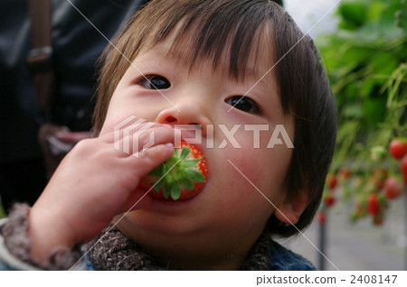 草莓採摘 草莓採摘 2408147