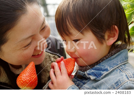 Strawberry hunting parent and child 2408183