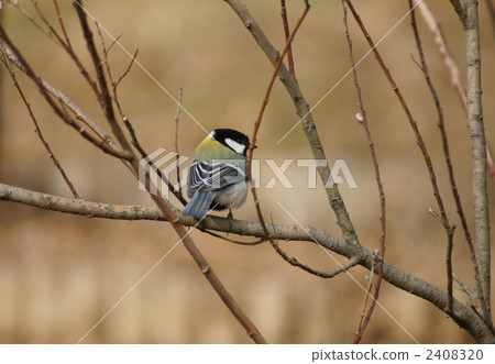 Twilight Zodiac Twig Stop和Twipy 2408320