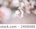 櫻桃樹 2408488