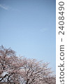 櫻桃樹 2408490
