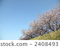櫻桃樹 2408493
