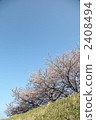 櫻桃樹 2408494