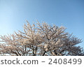 櫻桃樹 2408499