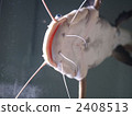 freshwater fish, catfish, large fish 2408513