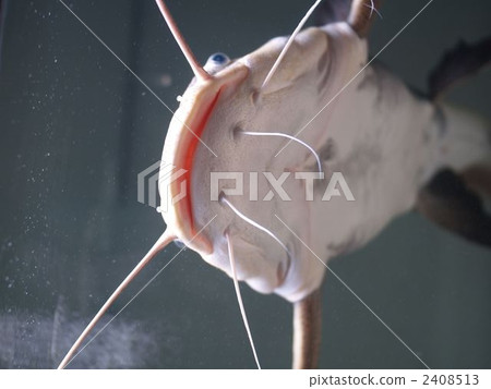 freshwater fish, catfish, large fish 2408513