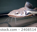 freshwater fish, catfish, large fish 2408514