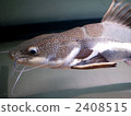 large fish, freshwater fish, catfish 2408515