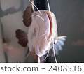 large fish, freshwater fish, catfish 2408516
