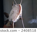 large fish, freshwater fish, catfish 2408518