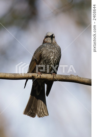 Brown eared bulbulous on branches 2408644