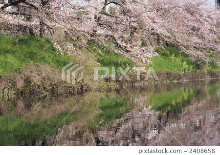 Cherry blossoms at the moat outside Cherry blossoms at the moat outside 2408658