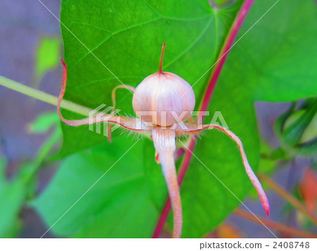 牽牛花的果實 2408748