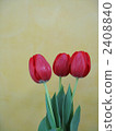 Tulip 2408840