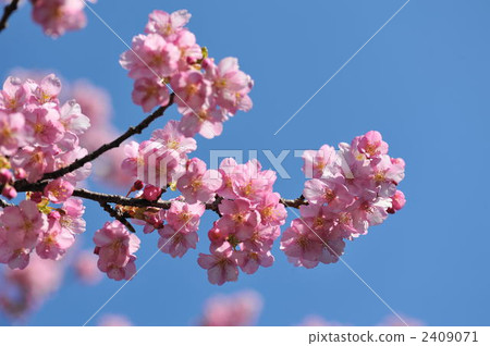 Kawazu cherry tree 2409071