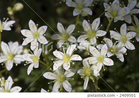 花朵 花 花卉 2409501