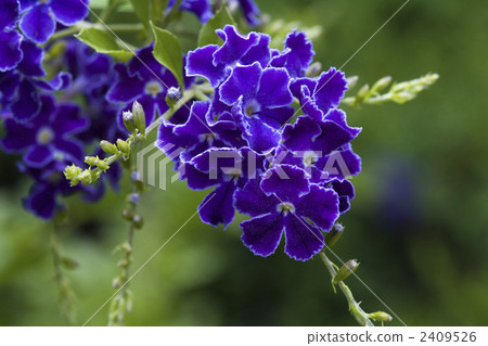 假連翹 金露花 花朵 2409526