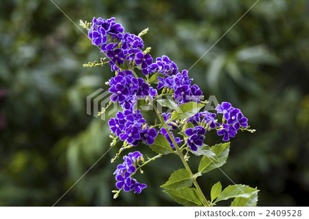 假連翹 金露花 花朵 2409528