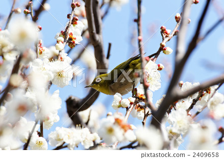 White plum with Mejiro in the east garden 2409658