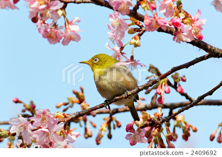 Kawazu cherry blossoms and mezzo early in the east garden's bloom 2409692